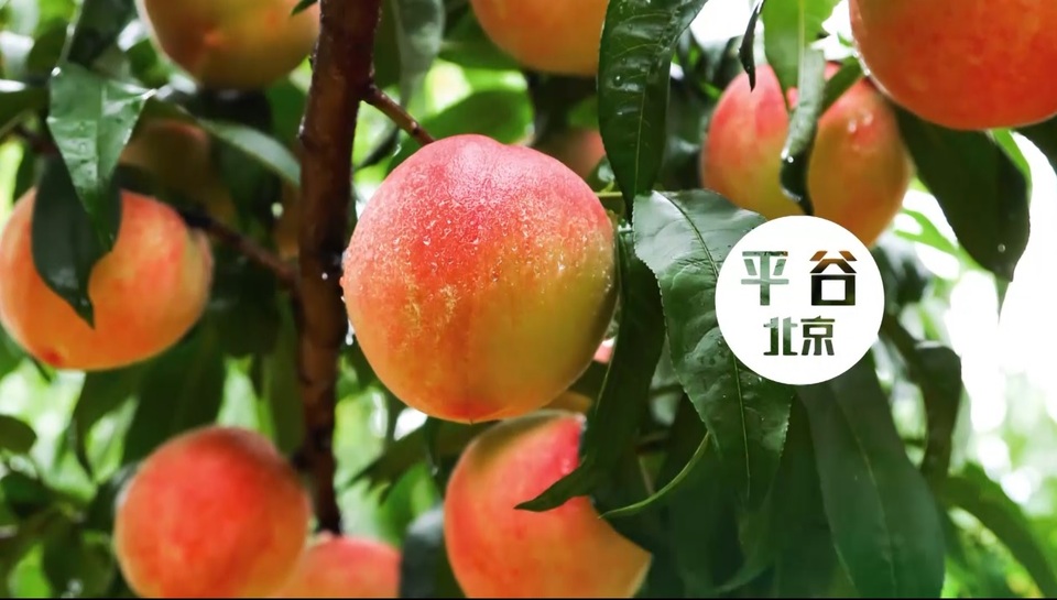 【外國網紅解碼幸福中國】小康之路瓜香果甜