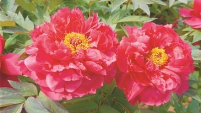 Luoyang peony wins a national prize