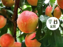 【外國網紅解碼幸福中國】小康之路瓜香果甜