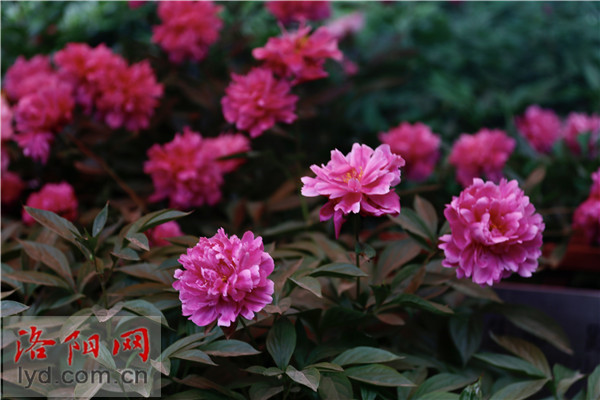 Wangcheng Park: Charming Beauty of Peonies and Herbaceous Peonies_fororder_圖片6