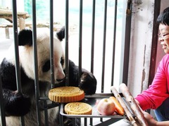 大熊貓吃月餅過中秋