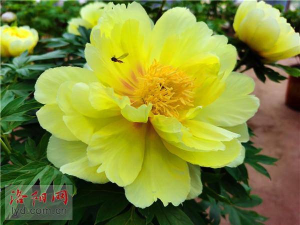 Luoyang Peony to Be Exhibited at 10th China Flower Expo_fororder_圖片2