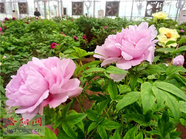 Luoyang Peony to Be Exhibited at 10th China Flower Expo_fororder_圖片1