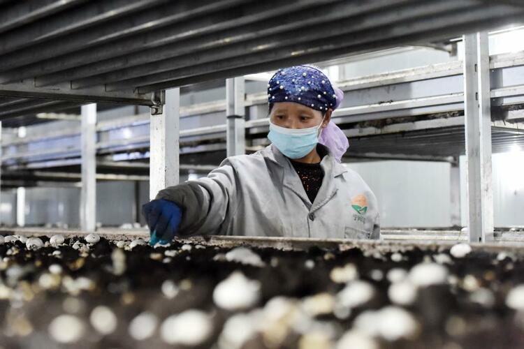 奮鬥百年路 啟航新征程·感受小康丨路通天地寬——交通運輸行業助力鄉村産業發展見聞
