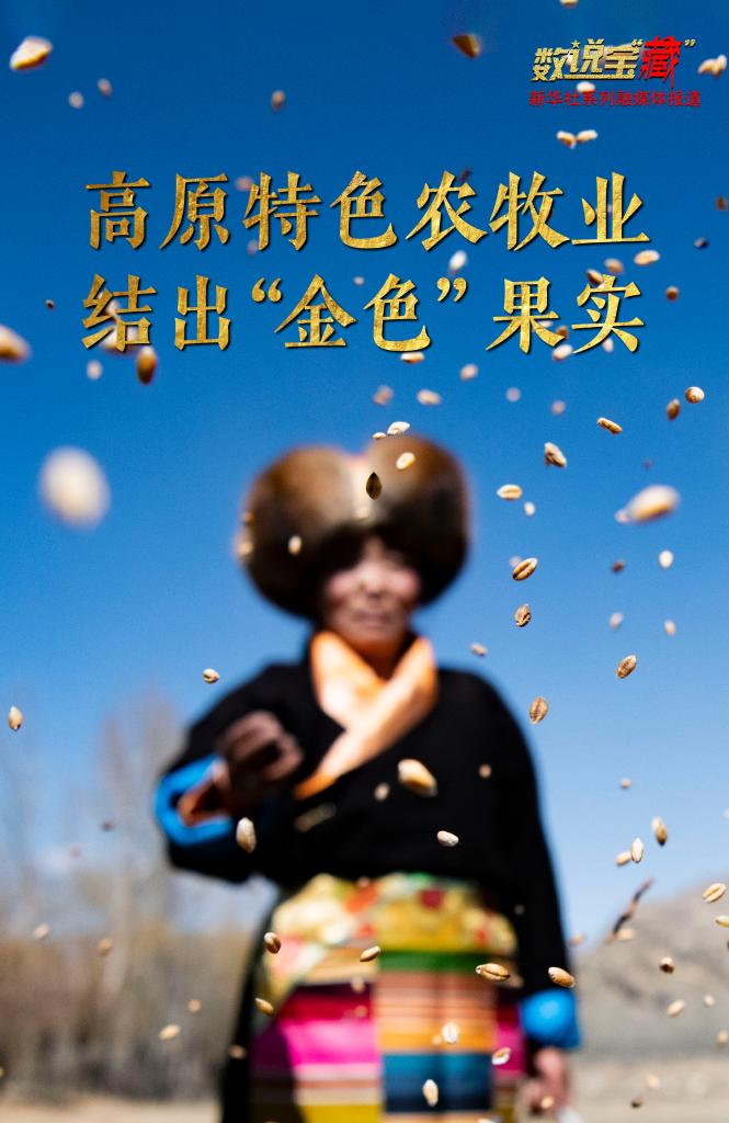 數説寶“藏”·70年巨變|西藏農牧業跨越式發展結出“金色”果實