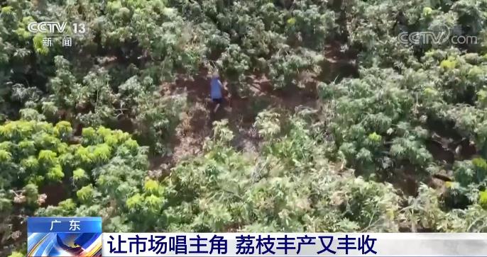 廣東：讓市場唱主角 荔枝豐産又豐收