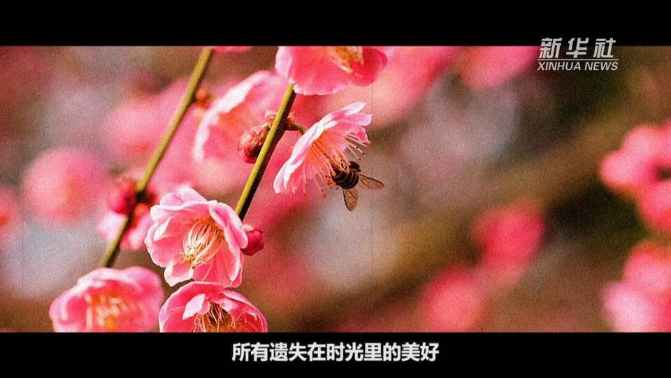 西藏和平解放70週年Vlog｜在雪域高原和你談起“前世今生”