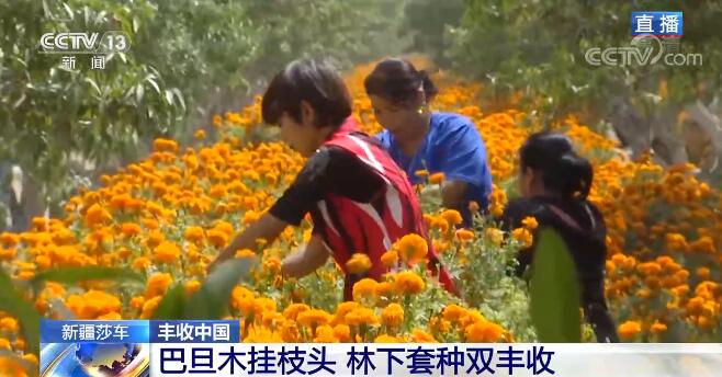 【豐收中國】新疆莎車巴旦木挂枝頭 林下套種實現雙豐收