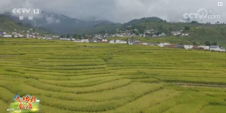 【走進鄉村看小康】四川甘洛：萬畝梯田稻金黃 豐收在望谷滿倉