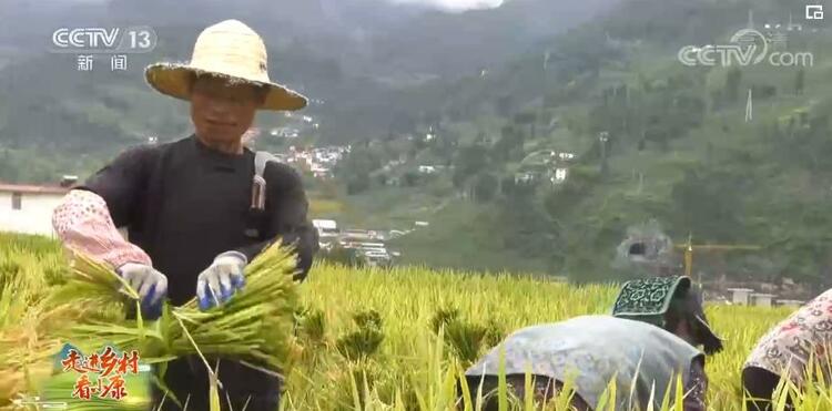【走進鄉村看小康】四川甘洛：萬畝梯田稻金黃 豐收在望谷滿倉
