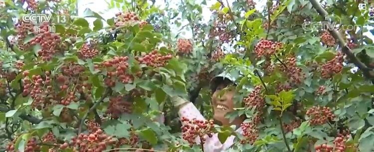 【走進鄉村看小康】陜西韓城：萬畝花椒迎豐收 椒香四溢富村民