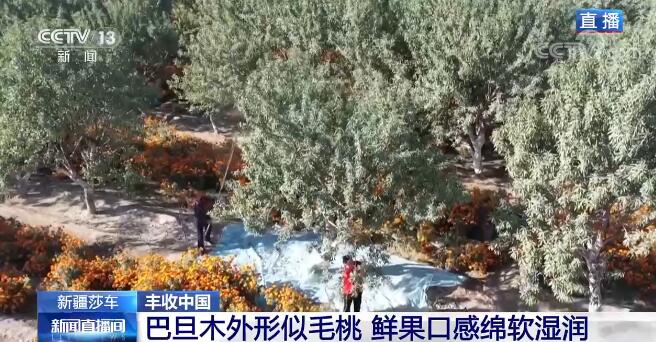 【豐收中國】新疆莎車巴旦木挂枝頭 林下套種實現雙豐收