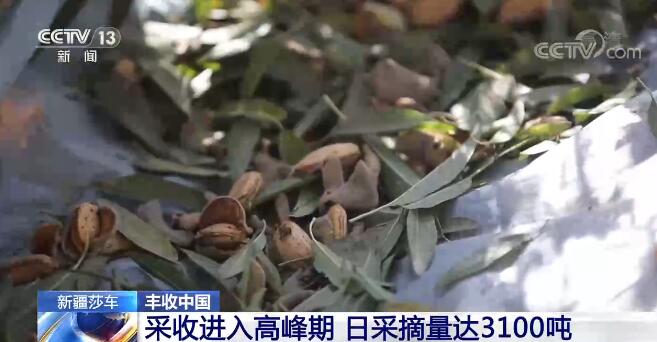 【豐收中國】新疆莎車巴旦木挂枝頭 林下套種實現雙豐收