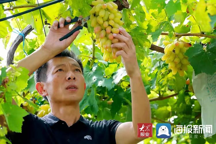 蒙山腳下新農人的夢想：讓所有人吃上優質葡萄