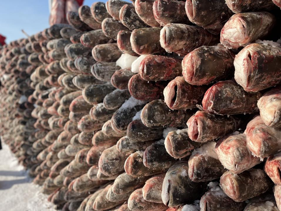 Winter Fishing on Chagan Lake in Songyuan City: Reappearance of the Spectacular Scene of "Pulling Heavily Laden Nets of Fish Out of Frozen Lake"_fororder_圖片 3