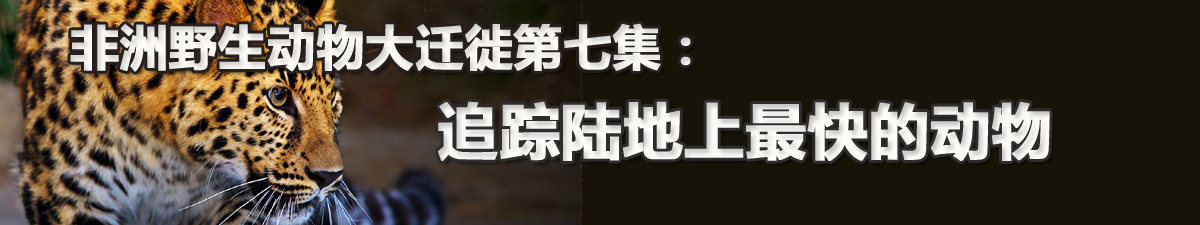 【直播天下】非洲野生動物大遷徙第七集：追蹤陸地上最快的動物_fororder_未標題-1 拷貝banner