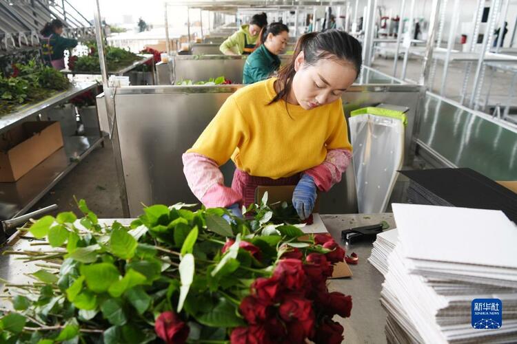 【焦點輪播圖+城市遠洋圖片列表】蘭州新區鮮切玫瑰俏銷海內外