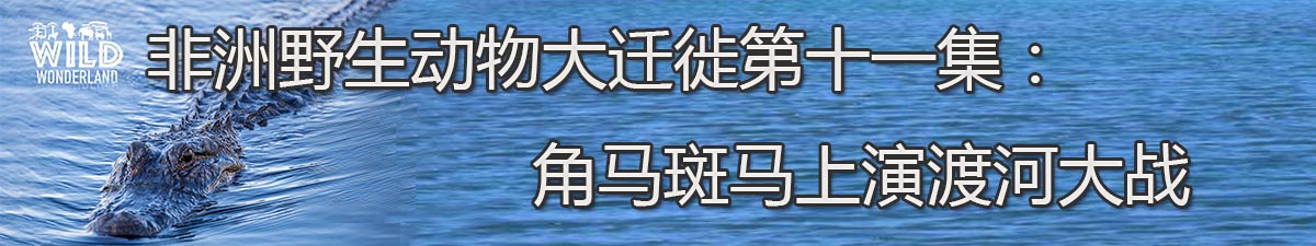 【直播天下】非洲野生動物大遷徙第十一集：角馬斑馬上演渡河大戰_fororder_未標題-1