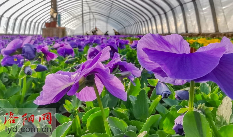 Over 500,000 Pots of Plants Ready for Peony Culture Festival_fororder_圖片2