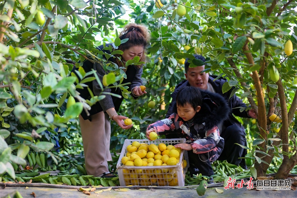 【鄉村振興圖文列表+焦點輪播圖+酒泉列表】南果北種結碩果 肅州區銀達鎮的特色水果成搶手貨