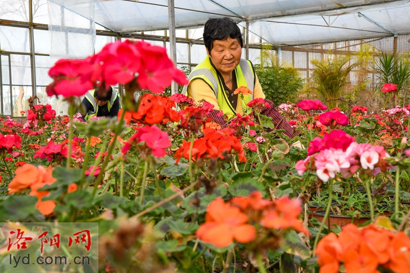 Over 500,000 Pots of Plants Ready for Peony Culture Festival_fororder_圖片9
