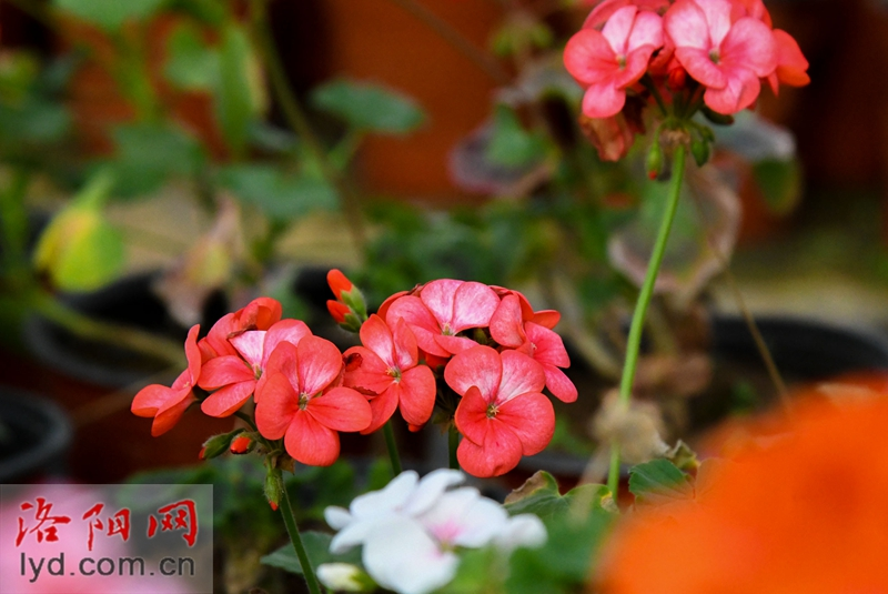 Over 500,000 Pots of Plants Ready for Peony Culture Festival_fororder_圖片3