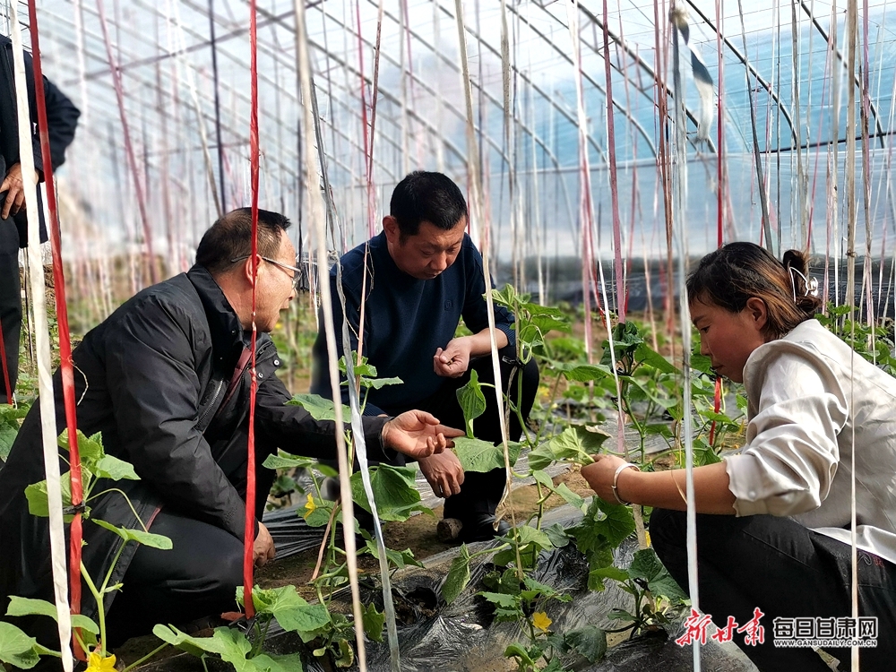 【鄉村振興圖文列表+移動端列表+慶陽標題列表】西峰區瓜菜種植培訓進大棚