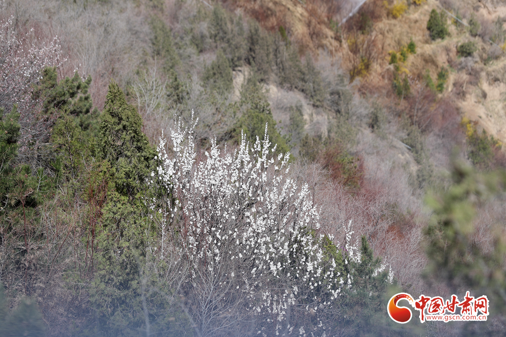 【百花綻放秀甘肅】玉蘭花開時 蘭山賞花海
