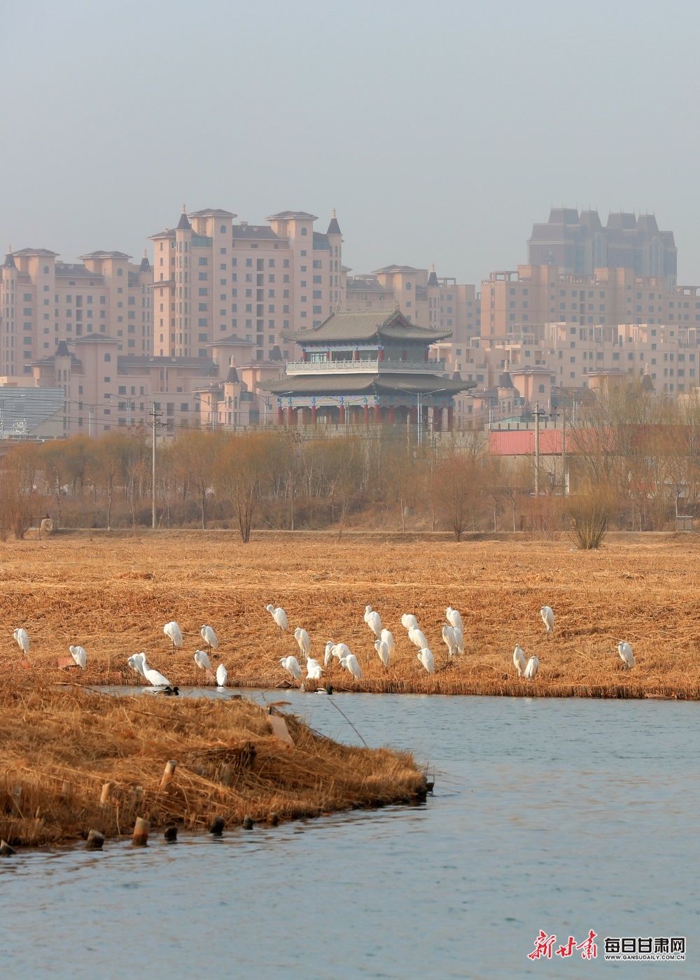 【焦點圖輪播+移動端列表+生態圖文列表】張掖國家濕地公園有多個種類候鳥棲息