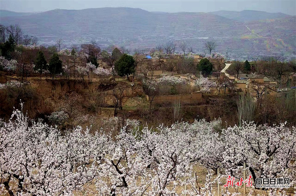 【焦點圖輪播+天水列表】細雨清風到新陽 杏花紅紫滿眼春