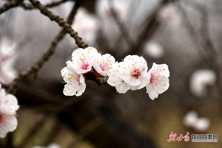 【焦點圖輪播+天水列表】細雨清風到新陽 杏花紅紫滿眼春