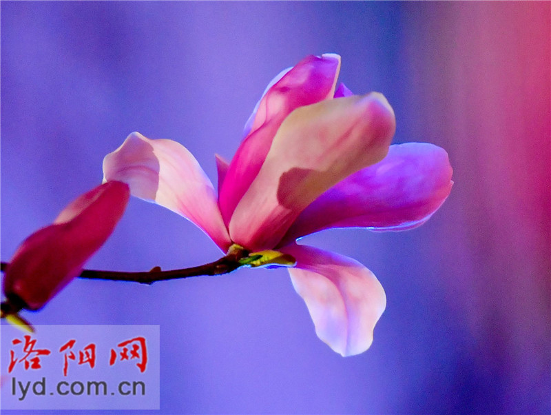 Spring Blossoms Decorate Luoyang City with Various Colors_fororder_圖片5