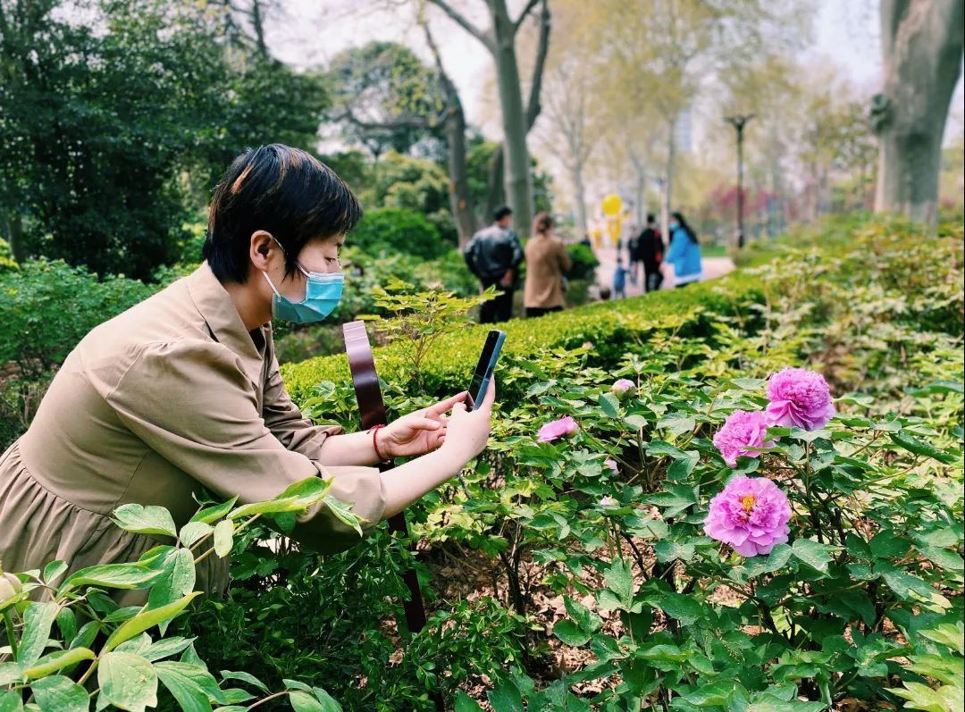 Luoyang Shines with Romance of Blooming Spring Blossoms！_fororder_圖片3