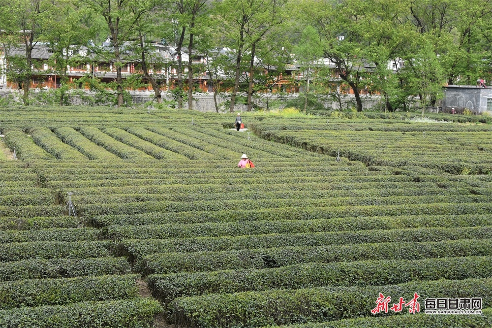 【縣域圖文列表】康縣陽壩鎮茶農采收忙