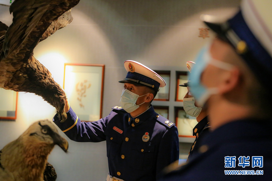 甘肅張掖：森林消防守護鳥類家園