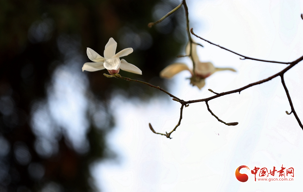 【百花綻放秀甘肅】玉蘭花開時 蘭山賞花海