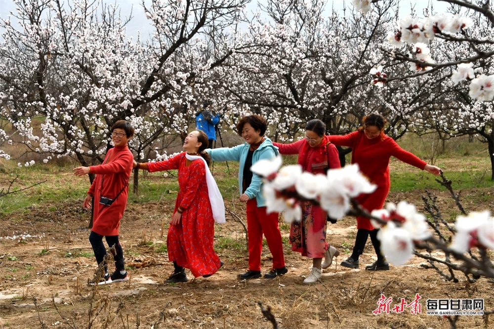 【焦點圖輪播+天水列表】細雨清風到新陽 杏花紅紫滿眼春