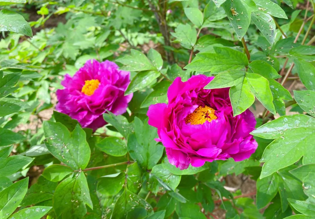 Luoyang Shines with Romance of Blooming Spring Blossoms！_fororder_圖片4