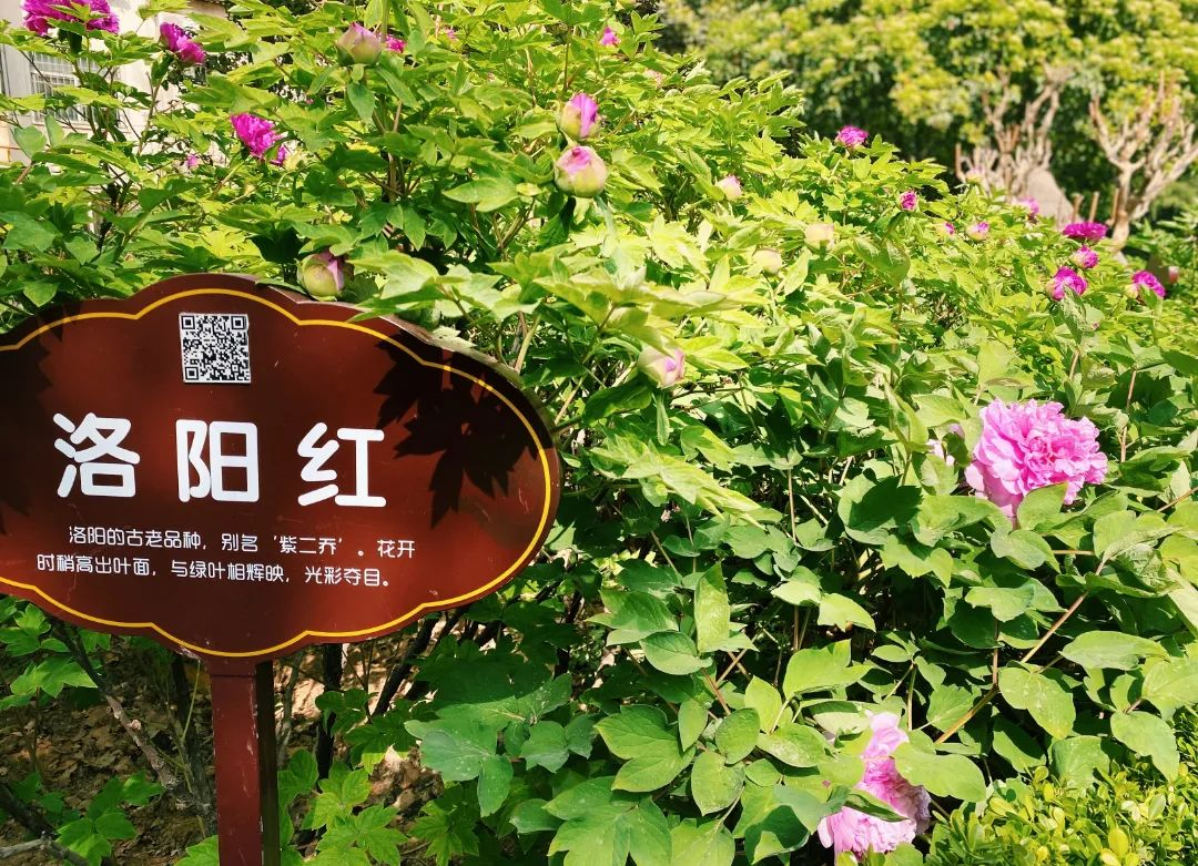 Luoyang Shines with Romance of Blooming Spring Blossoms！_fororder_圖片5