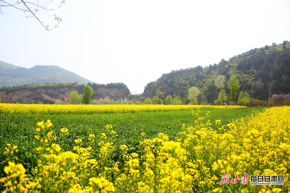 【文旅圖文列表+隴南列表】又是一年菜花黃 徽縣柳林美如畫