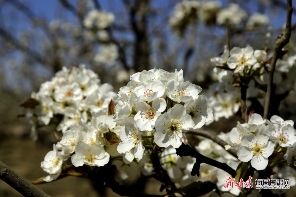 【張掖列表+焦點圖】梨花淡白柳深青 柳絮飛時花滿城 張掖農場梨花盛開