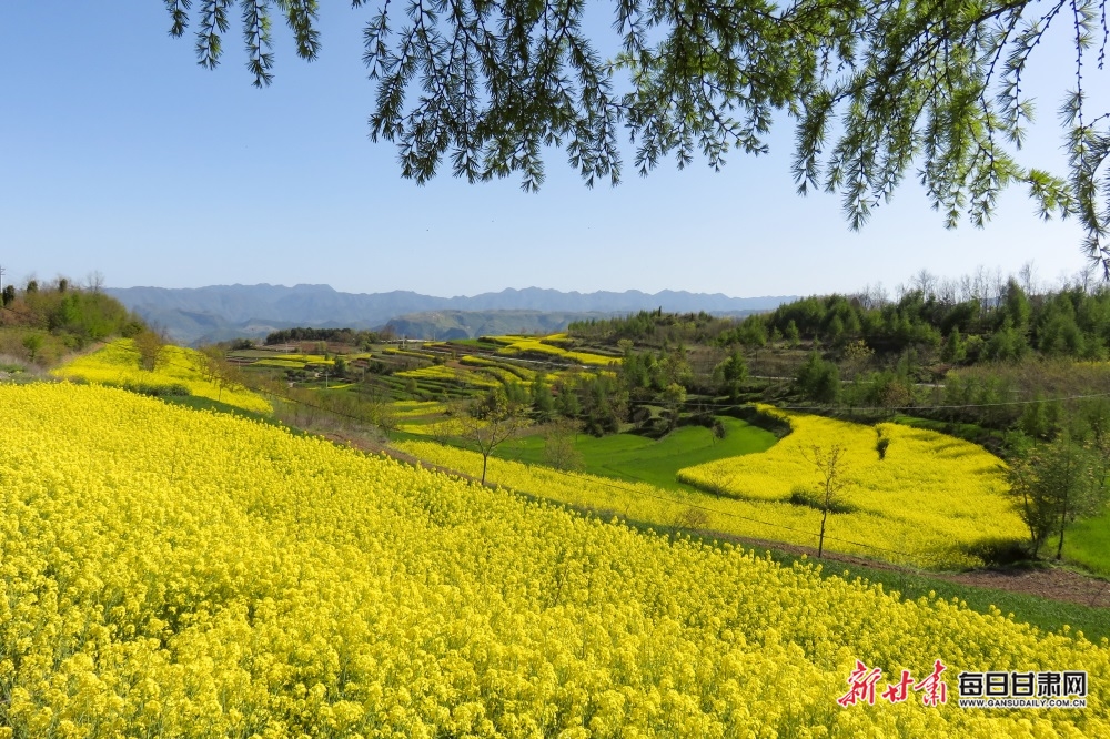 西和大橋鎮：油菜花開滿山香 田園風光醉春風