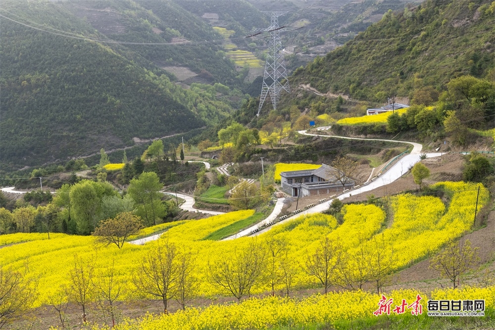 西和大橋鎮：油菜花開滿山香 田園風光醉春風