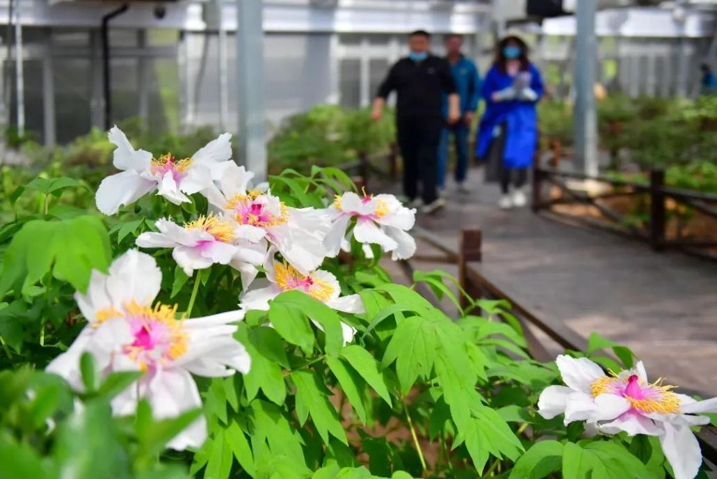 China's First Smart Temperature-Control Greenhouse Opens_fororder_圖片9