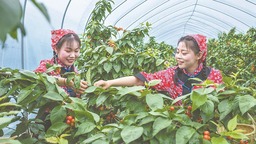 圖片默認標題
