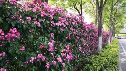 合肥市包河大道打造“月季花墻”