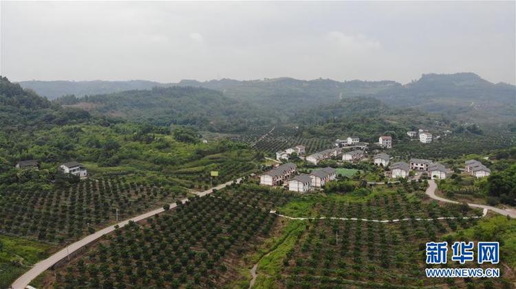 走向我們的小康生活｜擺擺幸福鄉村的新鮮事兒