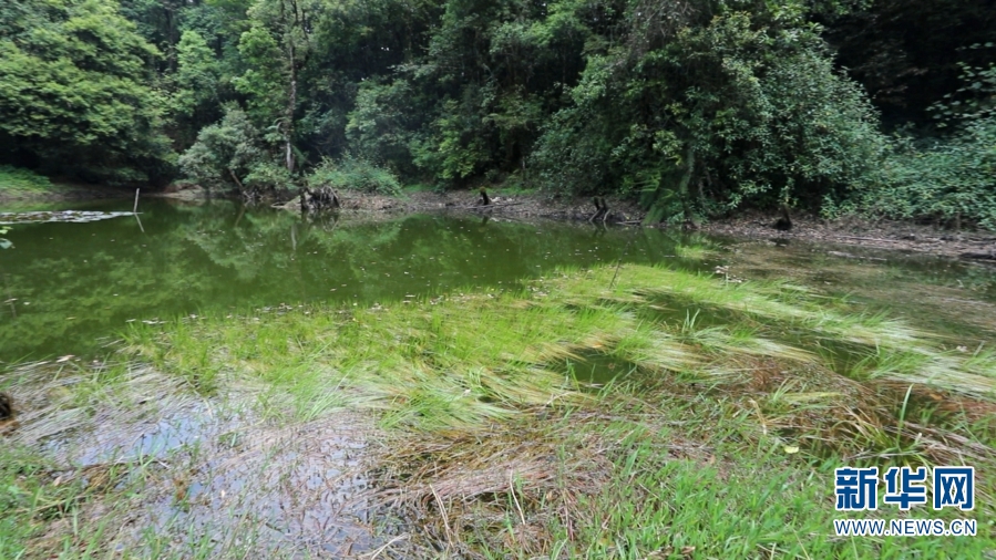 【轉載】植物界“大熊貓”水韭現身雲南