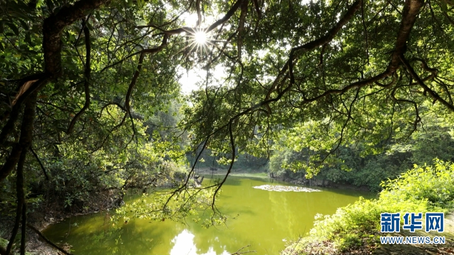 【轉載】植物界“大熊貓”水韭現身雲南