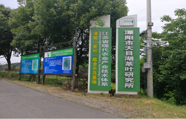【2022中國品牌日|為你講一個新故事】 做茶農“領頭羊” 繆惠民帶動天目湖白茶一方熱土_fororder_圖片3